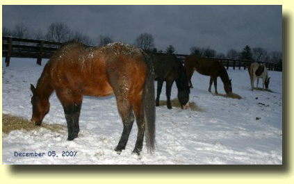 Winter Horses